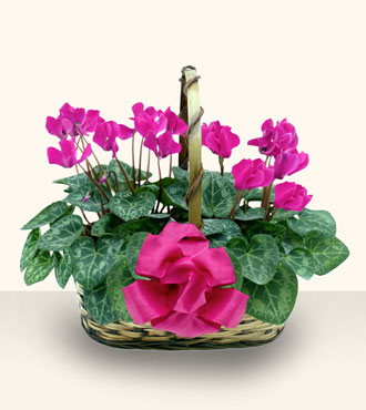 Ankara Podium AVM  cicek , cicekci  Double Cyclamen sepette