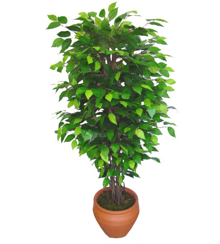 Ficus Benjamin 1,50 cm  Ankara Akvaryum AVM iek yolla