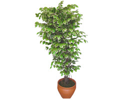 Ficus zel Starlight 1,75 cm  Ankara Podium AVM  cicek , cicekci 