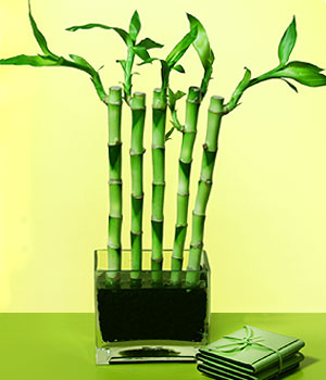 Ankara Akvaryum AVM iek yolla Good Harmony Lucky Bamboo camda