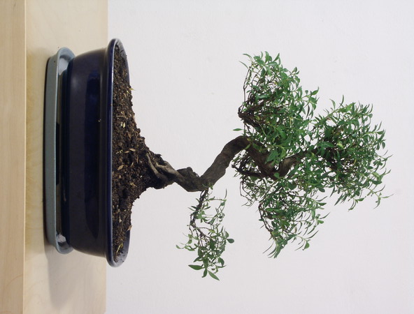 ithal bonsai saksi iegi Ankara Arcadium Alveri Merkezi AVM iek siparii