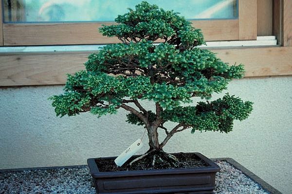 ithal bonsai saksi iegi Ankara Atlantis alveri elence merkezi AVM iek siparii iekiler