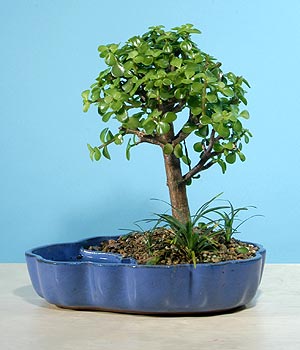 ithal bonsai saksi iegi Ankara Cepa Alveri Merkezi AVM iekiler