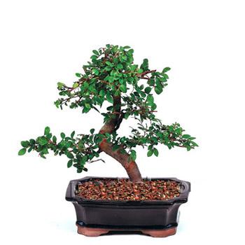 ithal bonsai saksi iegi Ankara Arcadium Alveri Merkezi AVM iek siparii