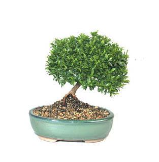 ithal bonsai saksi iegi Ankara Acity Premium Outlet AVM cicekciler , cicek siparisi