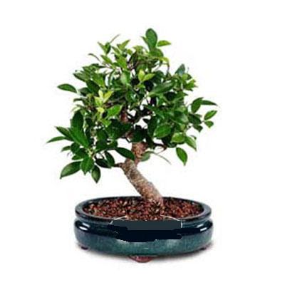 ithal bonsai saksi iegi Ankara Next Level AVM iek siparii sitesi