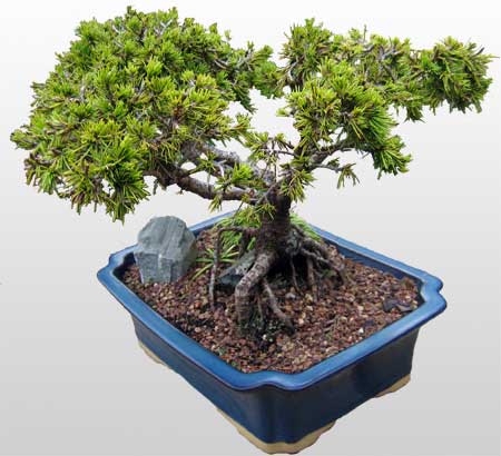 ithal bonsai saksi iegi Ankara Panora AVM ieki maazas