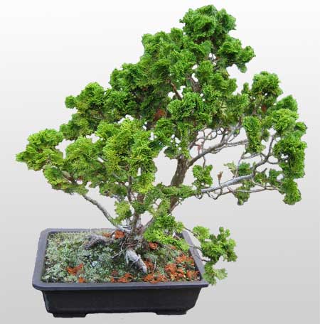 ithal bonsai saksi iegi Ankara Nata Vega AVM iekiler