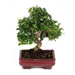 ithal bonsai saksi iegi Ankara Akvaryum AVM iek yolla