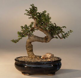 ithal bonsai saksi iegi Ankara Atlantis alveri elence merkezi AVM iek siparii iekiler