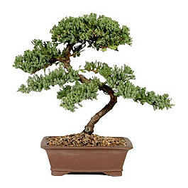 ithal bonsai saksi iegi Ankara FTZ Alveri merkezi AVM iekiler iek gnder