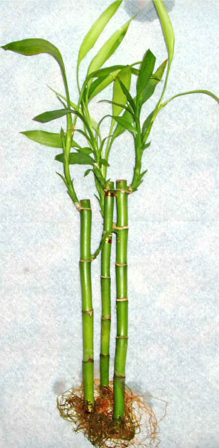 Lucky Bamboo 3 adet vazo hediye edilir  Ankara Podium AVM  cicek , cicekci 