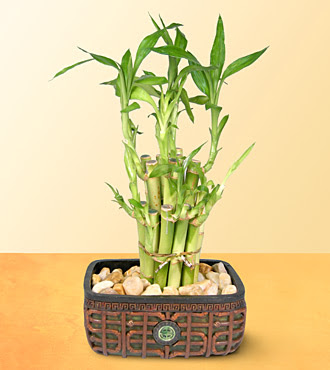 Lucky Bamboo  saksi iegi Ankara Gordion Alveri Merkezi AVM online iek gnderme sipari