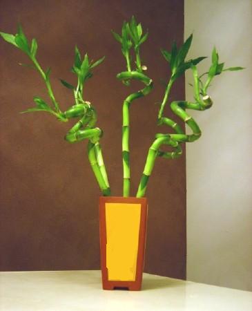 Lucky Bamboo 5 adet vazo ierisinde Ankara ATG Ankara Tren Gar AVM iek sat