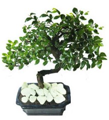 9 yasinda Bonsai agaci Carrefoursa AVM Ankara iek siparii 