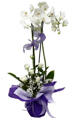 2 dall beyaz orkide 5 adet beyaz gl Ankara Panora AVM ieki maazas