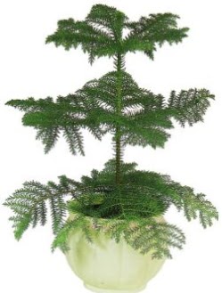 Araucaria Heterophylla i mekan saks Ankara Glba ar AVM iek maazas , ieki adresleri