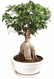 Bonsai japon aac yaprak dkmeyen Ankara Antares Alveri merkezi AVM iek yolla