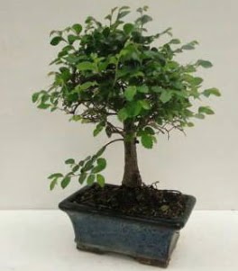 Bonsai saks bitkisi japon aac Ankara Akvaryum AVM iek yolla