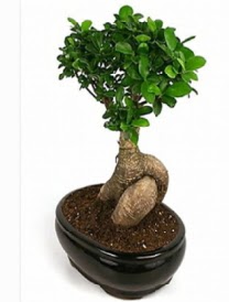 Bonsai saks bitkisi japon aac Ankara Next Level AVM iek siparii sitesi