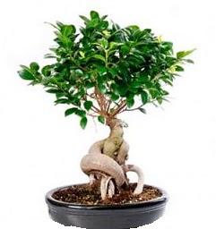 Bonsai Japon aac saks bitkisi Ankara Atlantis alveri elence merkezi AVM iek siparii iekiler