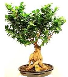 Bonsai Japon aac saks bitkisi Ankara Next Level AVM iek siparii sitesi