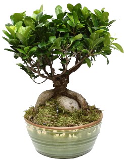 Japon aac bonsai saks bitkisi Ankara Nata Vega AVM iekiler