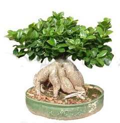 Japon aac bonsai saks bitkisi Panora AVM Ankara iek gnderme