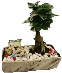 Japon aac bonsai sat Ankara Akvaryum AVM iek yolla