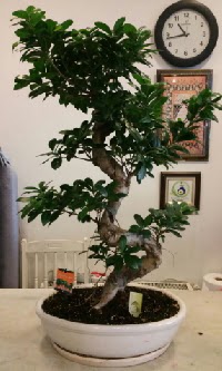 100 cm yksekliinde dev bonsai japon aac Ankara Nata Vega AVM iekiler