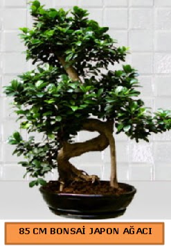 85 CM Japon aac Bonsai saks bitkisi Ankara Karum i ve alveri merkezi AVM ucuz iek gnder