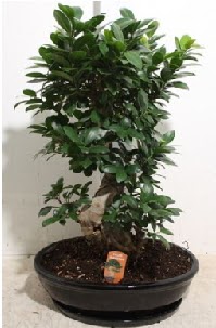 75 CM Ginseng bonsai Japon aac Ankara Forum Outlet AVM ieki iek siparii