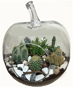 Terrarium tanzim elma camda 5 kakts Ankara Next Level AVM iek siparii sitesi