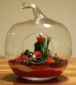 Elma Terrarium 3 kakts orta boy Ankara Atlantis alveri elence merkezi AVM iek siparii iekiler