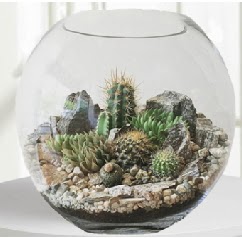 Cam fanus Terrarium 5 kakts Ankara Glba ar AVM iek maazas , ieki adresleri