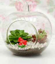 Kk elma terrarium 3 kakts Ankara Gordion Alveri Merkezi AVM online iek gnderme sipari