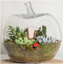 Elma terrarium orta boy 4 kakts Ankara Next Level AVM iek siparii sitesi