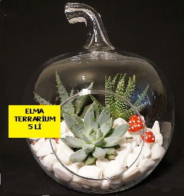 5 kaktsl Elma terrarium orta boy Ankara Gordion Alveri Merkezi AVM online iek gnderme sipari