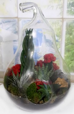 5 adet kakts orta boy armut terrarium Ankara Next Level AVM iek siparii sitesi