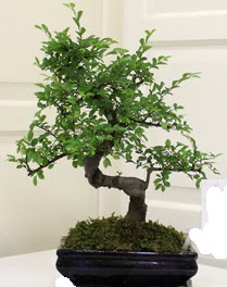 Bonsai saks iei Ankara Atlantis alveri elence merkezi AVM iek siparii iekiler