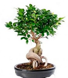 Bonsai japon aac seramik iinde Ankara Cepa Alveri Merkezi AVM iekiler