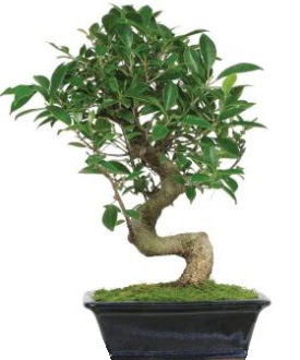 Bonsai saks bitkisi japon aac Ankara Arcadium Alveri Merkezi AVM iek siparii