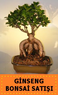 Ginseng bonsai sat japon aac Ankara Podium AVM  cicek , cicekci 