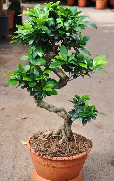 Orta boy bonsai saks bitkisi Ankara Kentpark Alveri Merkezi AVM iekiler