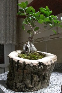 Ahap ktk ierisinde ginseng bonsai Ankara Kentpark Alveri Merkezi AVM iekiler