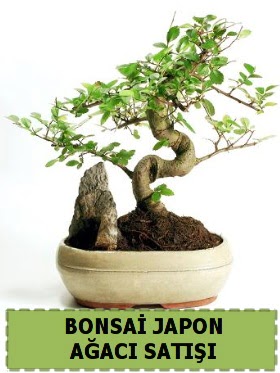 Bonsai japon  aac sat Minyatr thal Ankara Kentpark Alveri Merkezi AVM iekiler