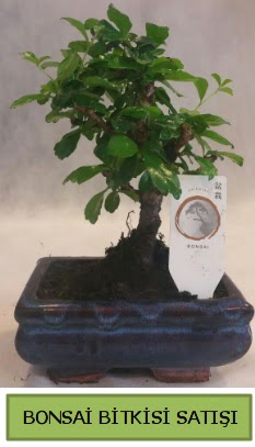 Bonsai ithal grsel minyatr japon aac Ankara Karum i ve alveri merkezi AVM ucuz iek gnder