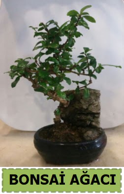 Bonsai aac japon aac sat Ankara Forum Outlet AVM ieki iek siparii