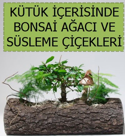 Ktk ierisinde bonsai japon aa bitkisi Ankara Taurus AVM iekiler iek sat