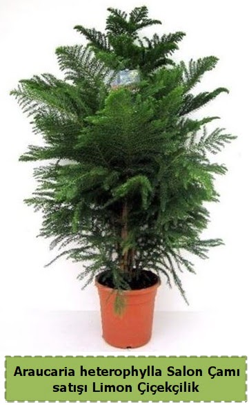 Salon am Sat Araucaria heterophylla Ankara Taurus AVM iekiler iek sat